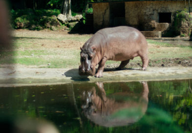 Coprodução brasileira “Zafari” tem pré-estreia com debate em São Paulo Coprodução brasileira “Zafari” tem pré-estreia com debate em São Paulo